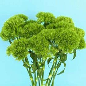 See more ideas about flowers, florist supplies, wholesale flowers. Amazon.com: Ball Green 50 Flowers Bouquet Filler: Toys & Games