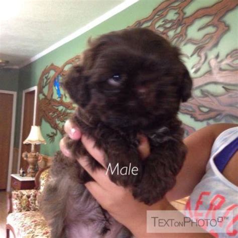 We are not a kennel, our dogs are part of our family. Shih-Tzu Puppies for Sale in Gladstone, Virginia ...