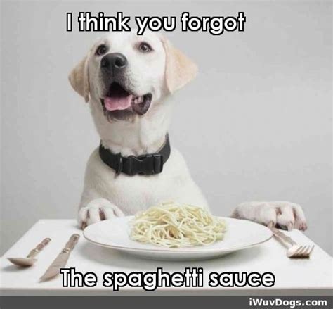 Book with our pet friendly guarantee and get help from our canine concierge! Next stop: Pinterest! | Dog safe food, Food animals, Dogs