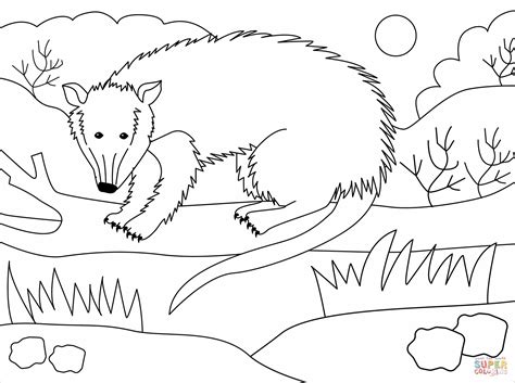 Download and print these opossum coloring pages for free. Possum coloring page | Free Printable Coloring Pages