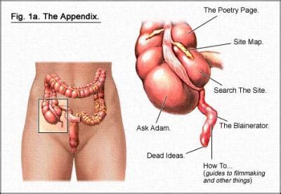 The small intestine bacteriaa, while inhabiting areas optimal for growth have a doubling time of roughly 10 hours. De Digestive System: October 2010