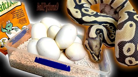 Livingston uses a whole egg, but you can use just the egg whites if you'd like. HOW TO SET UP A BALL PYTHON EGG BOX + UNBOXING DESERT ...