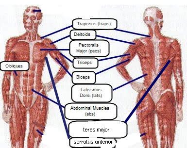 In the diagrams below, when you see muscle names that are the same color, it means they are an antagonistic pair and should not be both drawn one more body mass that needs to be understood: Patrick A. McCoy, Real McCoy Fitness: Anatomy of a Jab