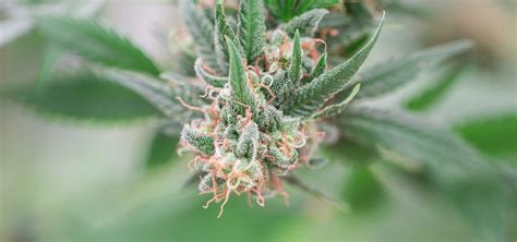 Bei dieser externen anwendung, gelangt das cbd durch die haut direkt in den blutkreislauf. Grosses Angebot an CBD Hanf, CBD Hasch, CBD Produkten wie ...