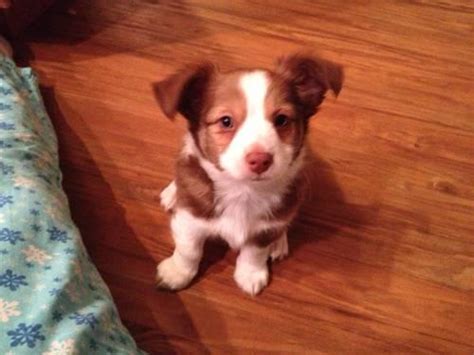 American bully pups for sale. ADORABLE Toy Aussie/Huahua Puppies for Sale in Floral City ...