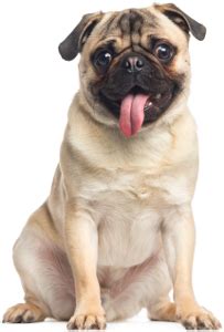 They have deep wrinkles around their large, flat noses—and big, dark eyes. Best Dog Food For Pugs | 2021 Top Picks | PawDiet