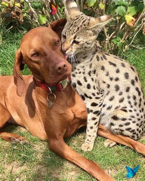 Male f6 savannah cat on the active register for sale. Savannah cat and dog Savannah cat Serval F1 Savannah ...