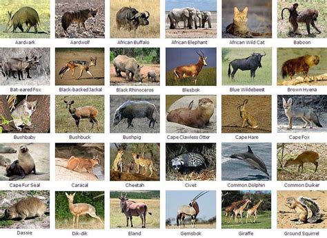 Click image for more information. Nocturnal Animals List South Africa