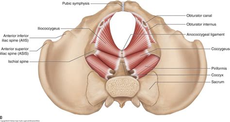 The quadriceps might be the most important muscles in vertical jumping, and additionally, because the largest muscles are located in the lower body, work in this area burns a substantial. Pelvic floor muscles - Female - Learn Muscles