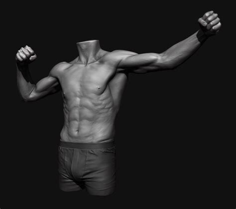 Human torso anatomy human anatomy. ArtStation - Torso Study, Tom Parker | Anatomy poses ...