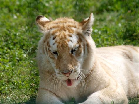 The coloring reminds me of my orange and white tabby, tybalt. Pin by Nan Barber on Golden Tabby Tigers | Golden tabby ...