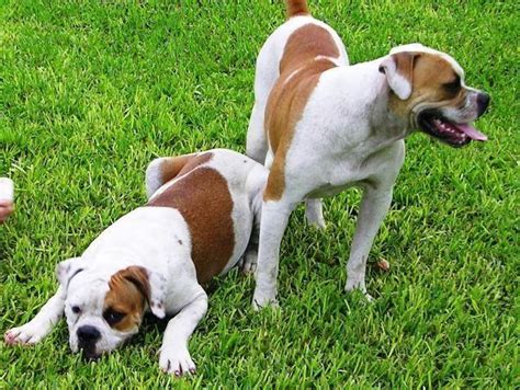 We have two males and. American Bulldogs Johnson champions for Sale in Miami ...