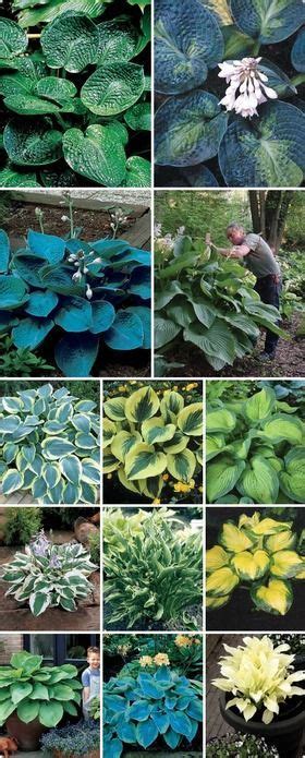 In the wee hours of the morning. Colección completa Hosta: | Plants, Shade plants, Hostas