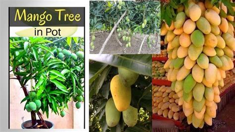 A mango tree grown in its native place can grow huge. Mango Tree in Pot, Fast Bearing Fruit Too