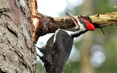 An insectivore, it inhabits deciduous forests in eastern north america, the great lakes. Pileated Woodpecker | Audubon Guide to North American Birds