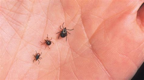 Use this bug bite identification guide to learn about and identify the most common bites and stings from wildlife in north america. It's chigger season again! What are chiggers, anyway? | St ...