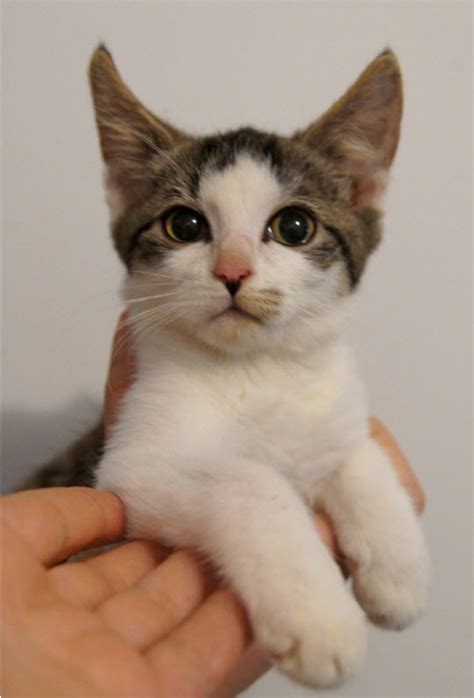 Looking for a kitten or cat in massachusetts? KITTENS GALORE!!! Kitty Connection has Kittens for ...