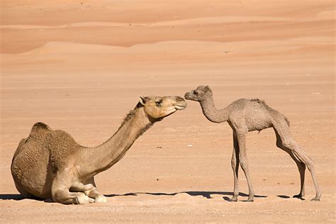 How many camels for your girlfriend? Camel Milk for Autism: A New Hope | Sahara Dairy Co.