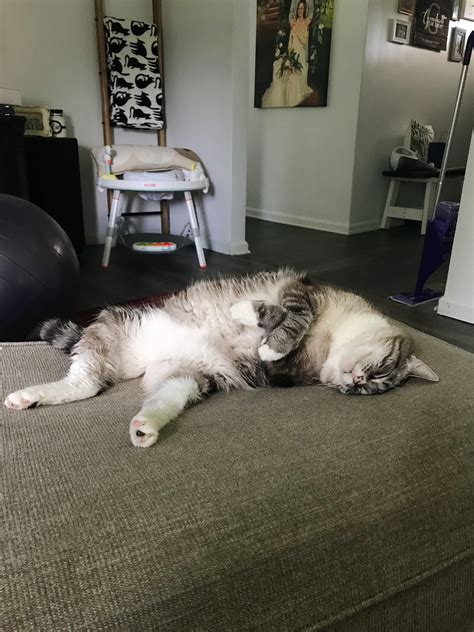 Lean meats such as chicken, fish, and, yes, turkey are a great addition to your cat's diet! This is Delilah aka Deli meats aka Meats and this is what ...