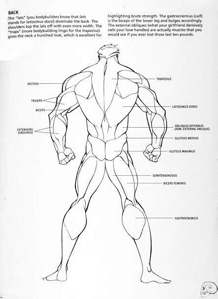 Includes latissimus dorsi, the trapezius, levator scapulae and the rhomboids. Male back muscle reference | anatomy en 2019 | Dessin ...