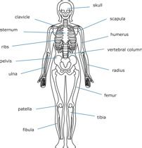 A human pelvis is much wider from the side with curved bones. Free Black and White Anatomy Outline Clipart - Clip Art ...