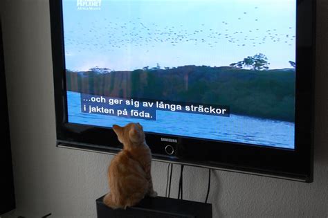 Just nu är det sändningsuppehåll på. Min katt kollar på tv - 07 - Bildtrådar & Videoklipp ...