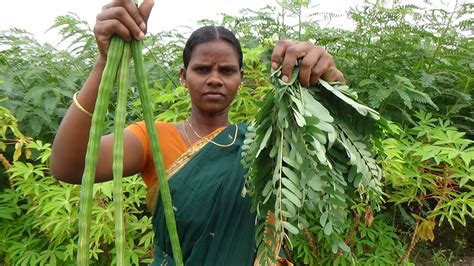 Agathi keerai is a medicinal green leafy vegetable that helps to keep us healthy in various aspects especially for female. Farm Fresh Agathi Keerai with Drumstick Sambar ...