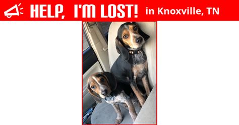 Knoxville, tn, can be very hot and dry during the spring and summer months. Lost Dog (Knoxville, Tennessee) - Knox And Leo