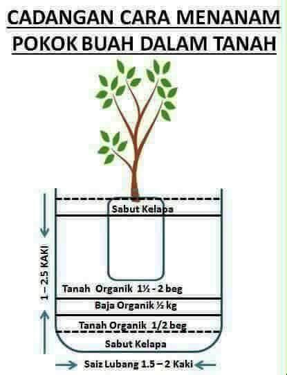 Di rumah taman #kaffirlime #lemon #garden. Limau Kasturi - 2019: 25 Jan 2018, Cara Menanam Pokok Di ...