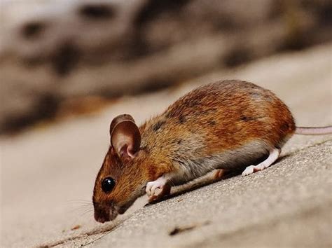 Use a standard sheet for your pco to identify pest problems and recommended treatment. Mice Pest Control: Signs You Have a Mouse Infestation and ...