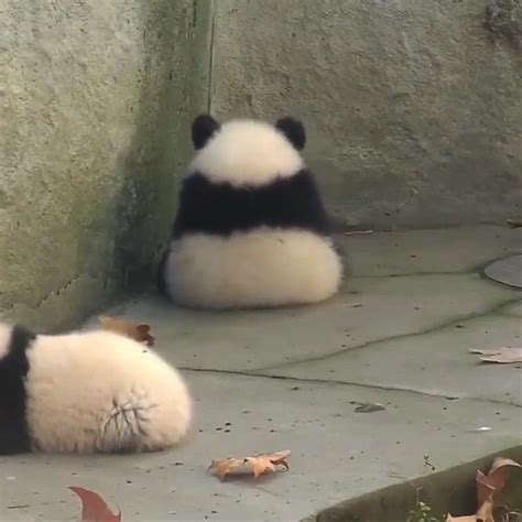 Катя попова ученик (123), закрыт 4 года назад. Pandas. Cuties Panda of all. Tag a friend who like panda also. Follow us @animal_vdos ...