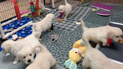 We raise our puppies with a dedicated eye to uphold the breed standard of delightful temperament, sound structure, family companionship and biddable. English Cream Golden Retriever puppies playing in Playroom ...