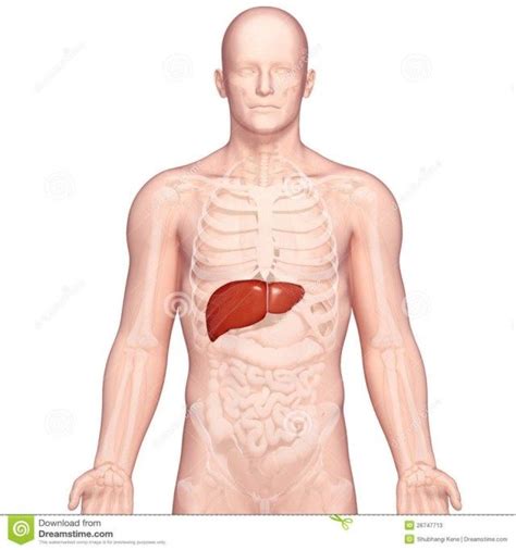 Your liver is the largest organ inside your body, weighing about 1.4 kg (3 pounds) in an average adult. Liver Location Anatomy - koibana.info | Human liver anatomy, Human body anatomy, Human anatomy