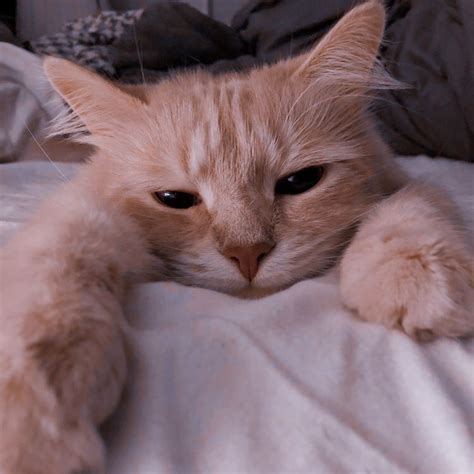 Tapi wajah kucing persia yang tampak sangat menggemaskan ini tetap terlihat karena ia sedang menoleh ke belakang. Profil Wa Kucing Lucu