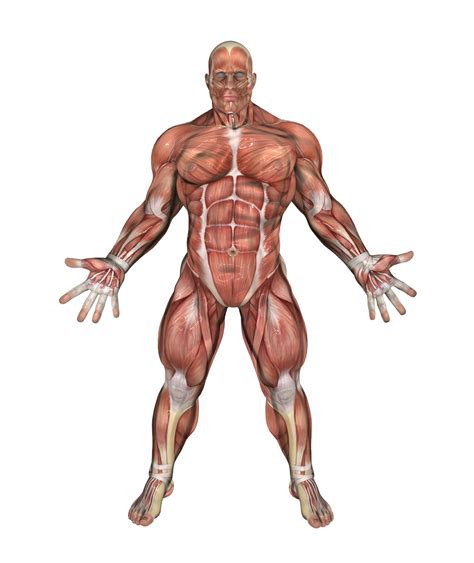 Learn anatomy faster and remember everything you learn. Muscle Man 2 Free Stock Photo - Public Domain Pictures