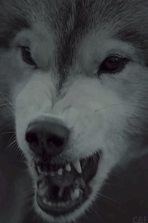 Du suchst animierte gifs zum thema white wolf?bei pandagif.com findest du gifs, bilder und animationen zu den themen. growl on Tumblr