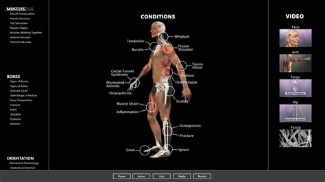 Anatomy of bones and joints i. Download Muscle and Bone Anatomy 3D for Windows 10 1.0.0.9