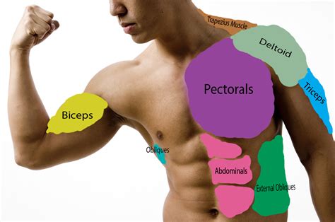 Biceps, triceps, and quadriceps indicate two, three what are the names of all the muscle cars? All Muscle Names : What Are The Names Of All The Muscles ...