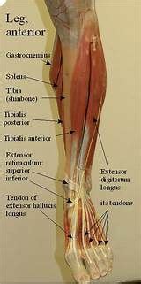 Which muscle of the human body is the strongest? leg muscles labeled | A&P.2.Skin.Bone. | Leg muscles ...