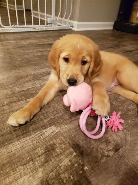 At golden retriever puppies, we strive to be your one stop shop for quality pet supplies online. Golden Retriever puppy dog for sale in Greenfield, Indiana