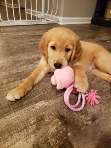 Below is a list of reputable golden retriever breeders in the boise area. Golden Retriever puppy dog for sale in Greenfield, Indiana