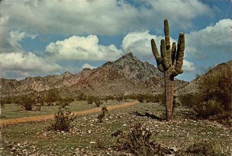 A cactus is just a prickly pear that needs a love hug too. Squaw Peak Phoenix, AZ