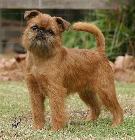 Check spelling or type a new query. About Dog Brussels Griffon: How Well Is Your Brussels ...