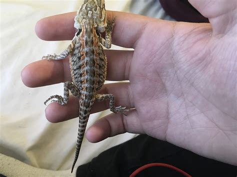 Even baby bearded dragons can benefit from a nice soak every once in a while! Is my baby bearded dragon cubby or not? | Bearded Dragon Forum