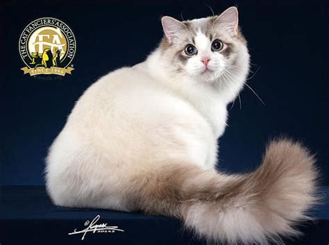 Several online tools let you reverse lookup and possibly identify who a phone number is registered to. Top Cats 2019, China - The Cat Fanciers' Association, Inc