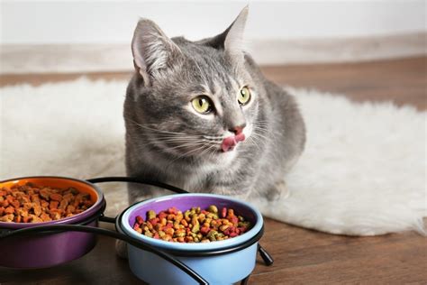 The three flavors offered are peanut, banana and apple, turkey dinner, and maple bacon. How Much Should I Feed My Cat? | Canna-Pet®