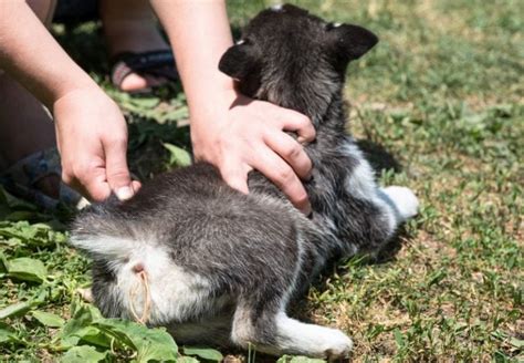 Our surgery concierges have more than 60 years of combined veterinary experience. How Do You Know If Your Dog Has Worms?