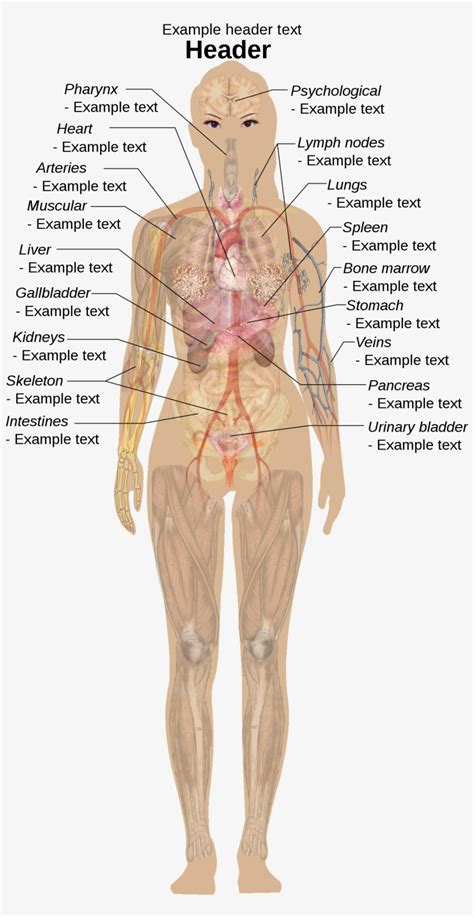Learn about human body vocabulary in english. Female Shadow Template - Human Body Parts - Free ...