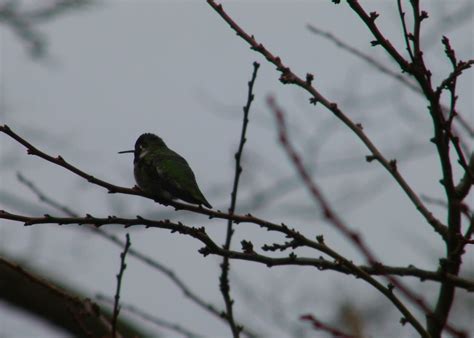 This was showing examples of. nature geek northwest: Backyard birds small and big