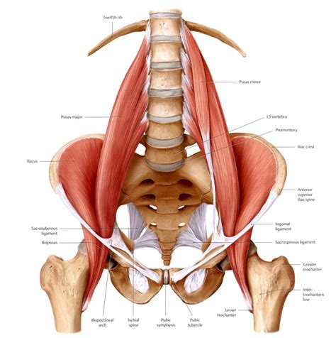 Now that you watched the video, you. Anatomy of the Lower Back - Elliots World